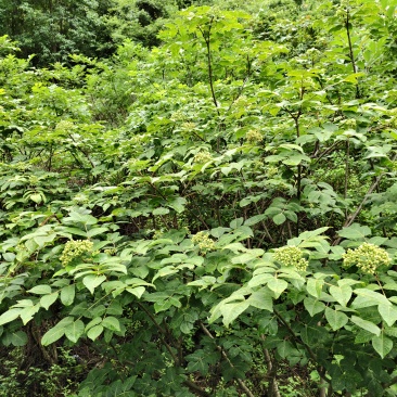 吴茱萸药材