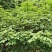 吴茱萸药材