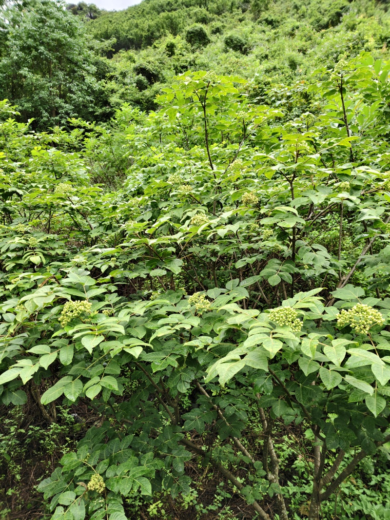 吴茱萸药材