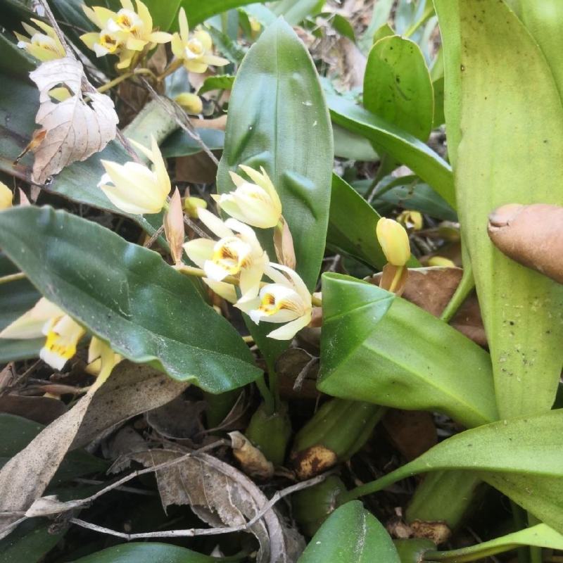 云南双叶石仙桃庭院花卉室内盆栽四季易活新鲜