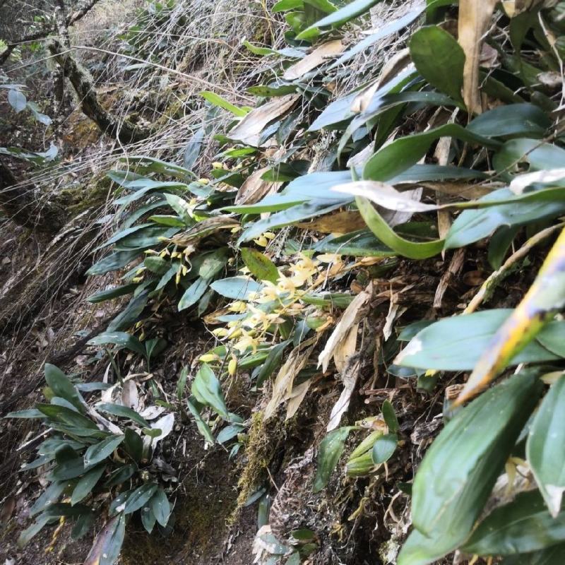 云南双叶石仙桃庭院花卉室内盆栽四季易活新鲜