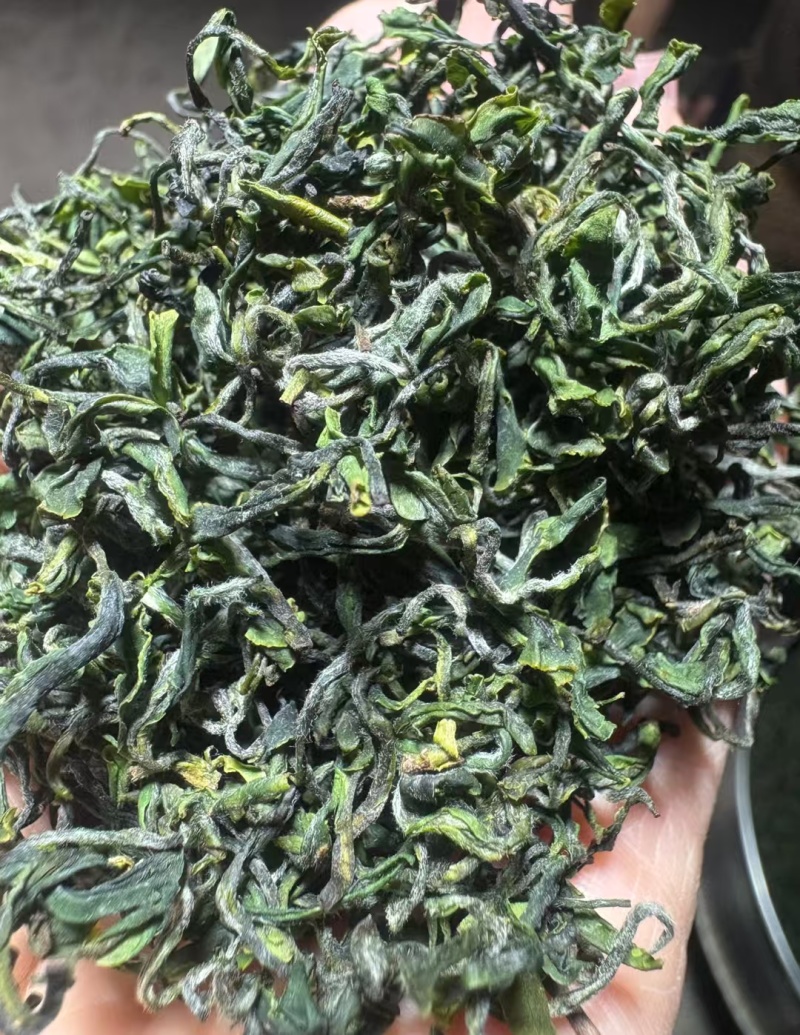 日照绿茶2025新茶