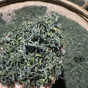 日照绿茶2025新茶