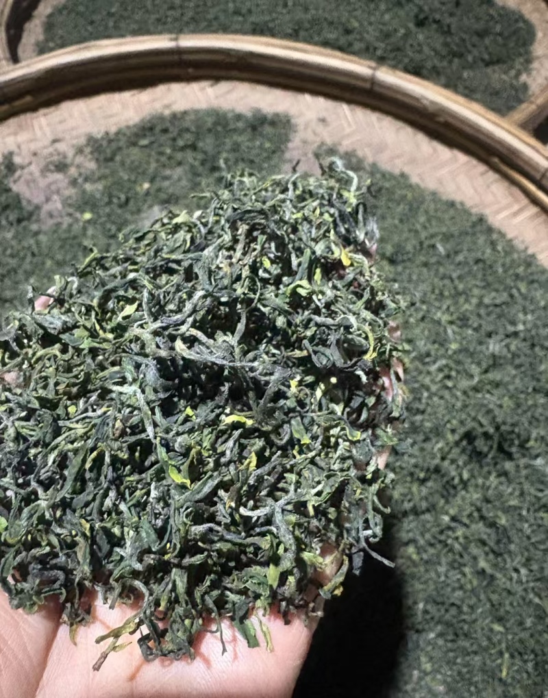 日照绿茶2025