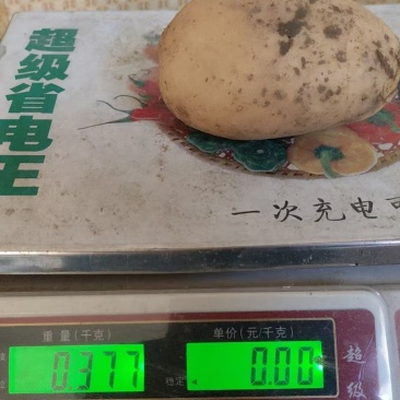 土豆（沃土五号）
