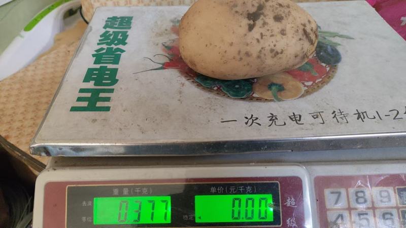 土豆（沃土五号）