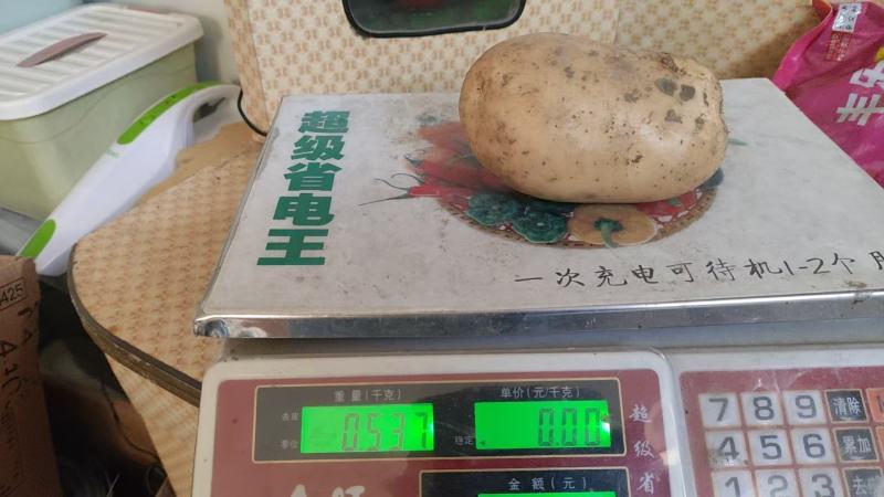 土豆（沃土五号）
