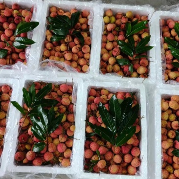 桂味荔枝