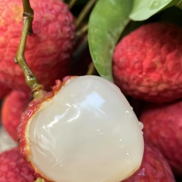 荷村桂味荔枝