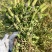 2025新货夏枯草夏枯球