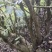 深山野生十大功劳土黄莲刺黄连土黄柏中药材功劳木片