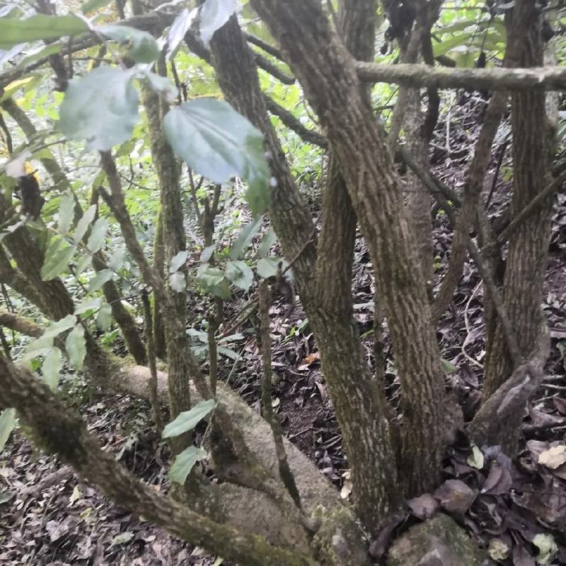 深山野生十大功劳土黄莲刺黄连土黄柏中药材功劳木片
