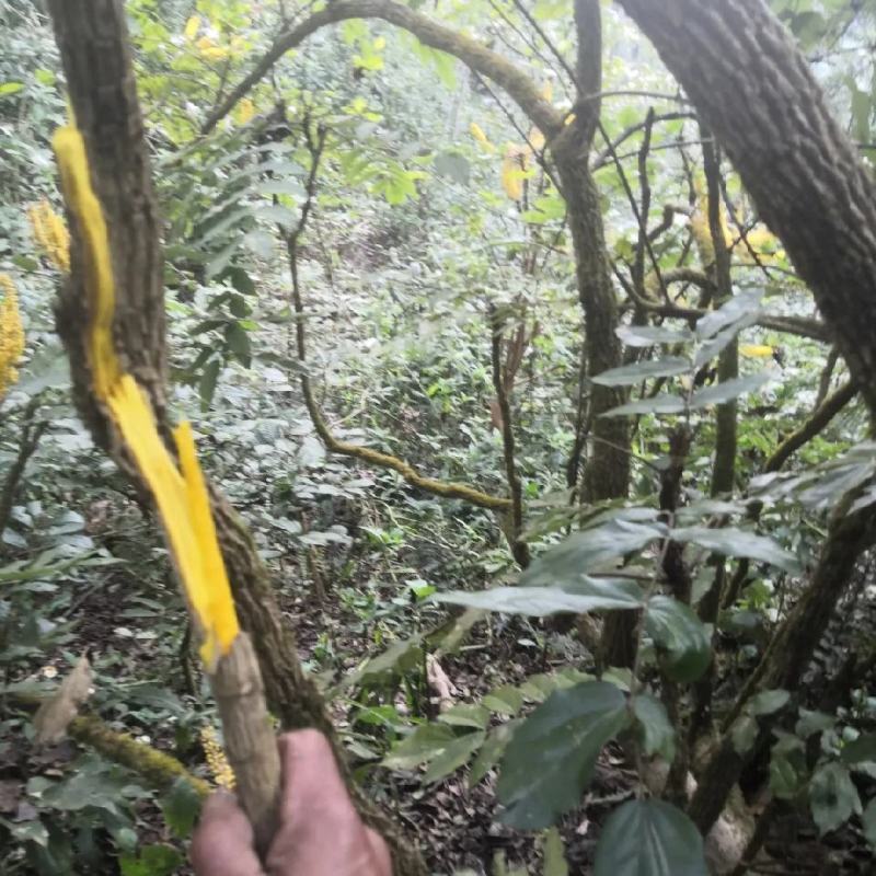 深山野生十大功劳土黄莲刺黄连土黄柏中药材功劳木片