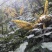 深山野生十大功劳土黄莲刺黄连土黄柏中药材功劳木片