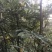 深山野生十大功劳土黄莲刺黄连土黄柏中药材功劳木片