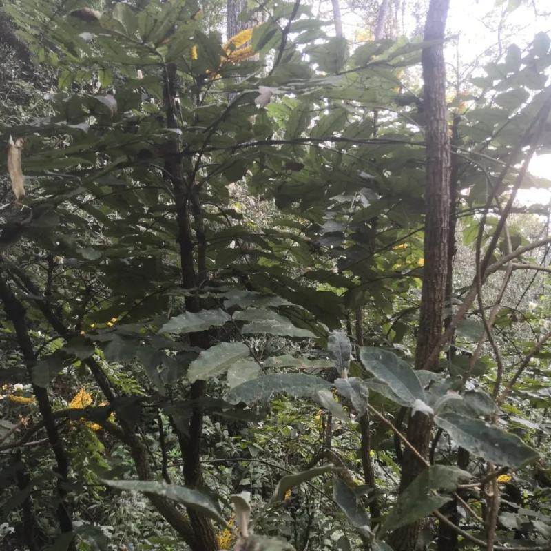 深山野生十大功劳土黄莲刺黄连土黄柏中药材功劳木片