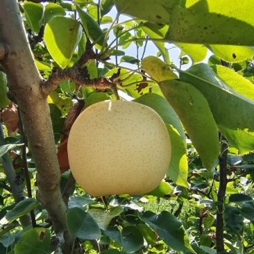 黄金梨