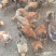 肉鸡鸭