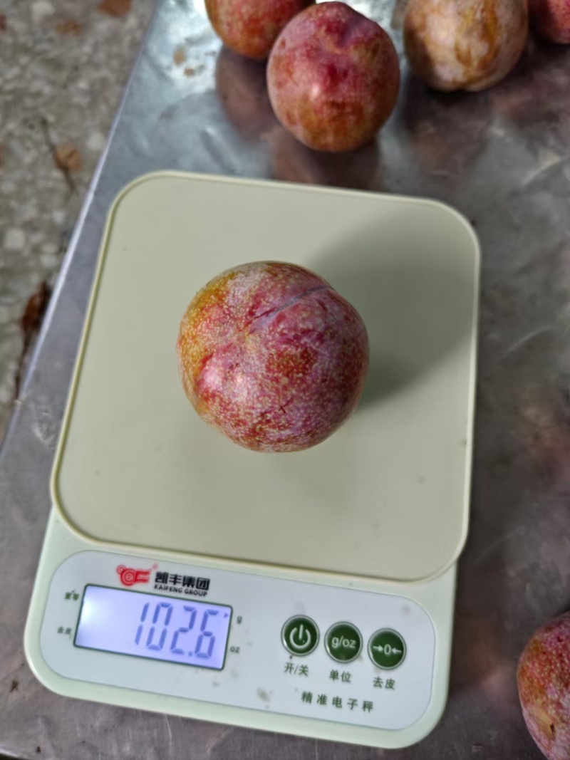 广东信宜钱排三华李