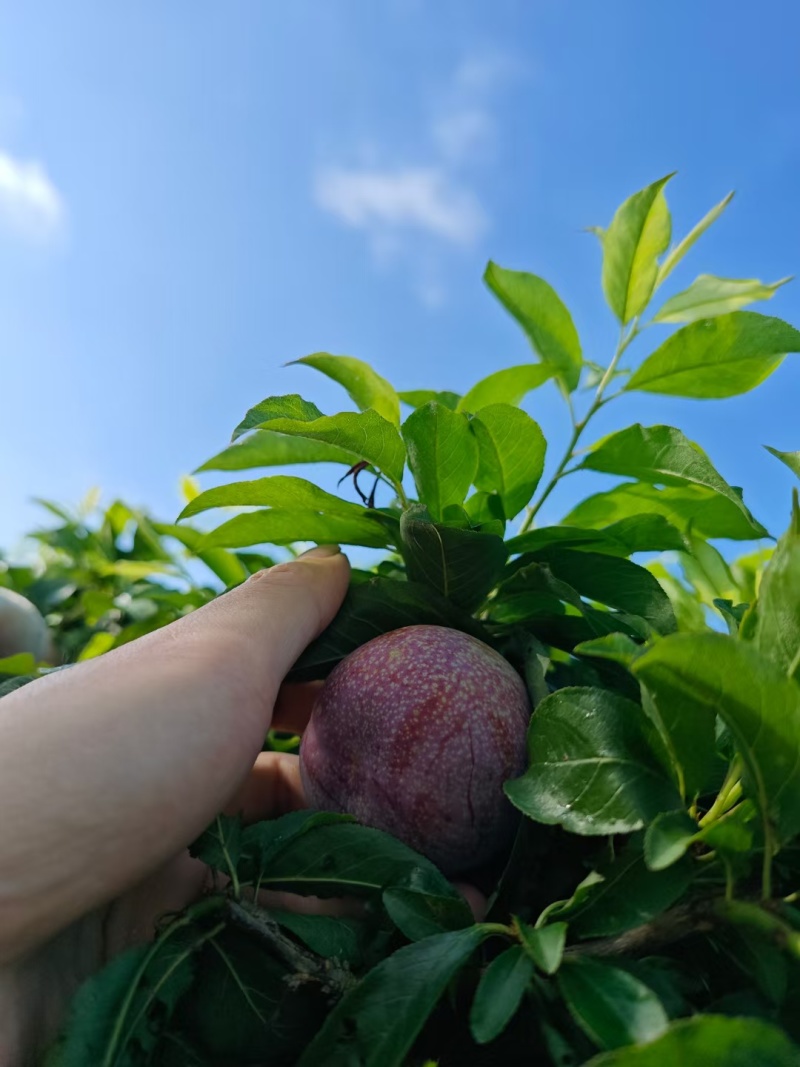 广东信宜钱排三华李