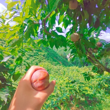 广东信宜钱排三华李