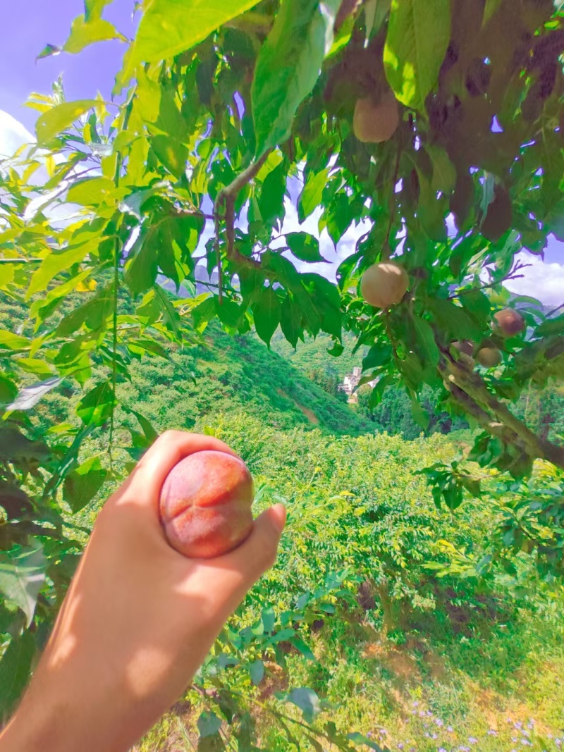 广东信宜钱排三华李