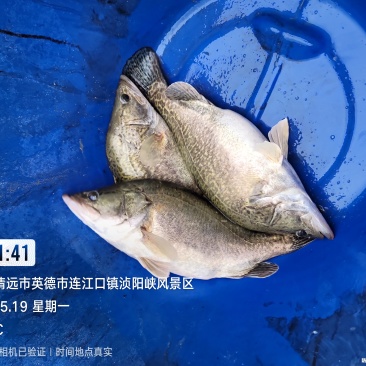 鳜鱼