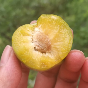 镇宁蜂糖李