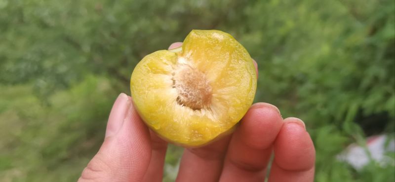 镇宁蜂糖李