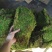 云南野生苔藓