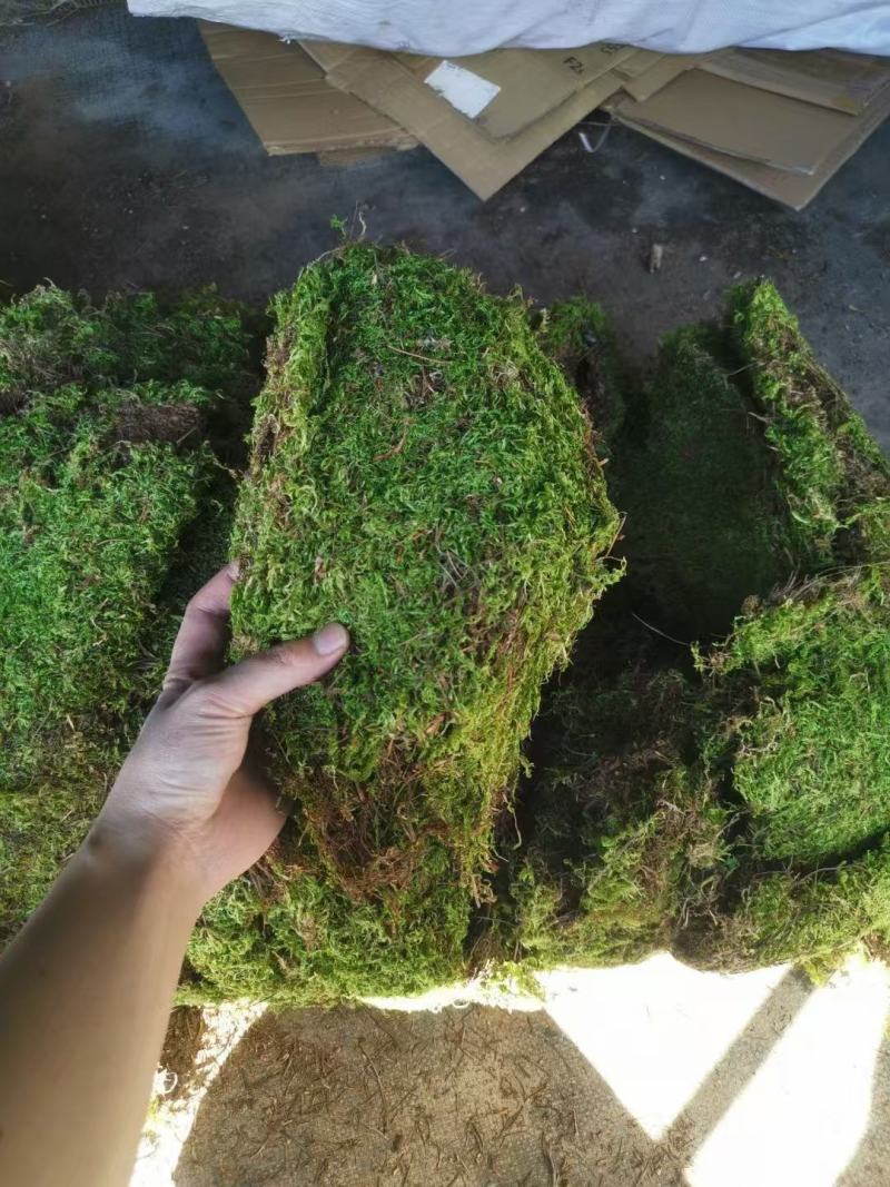 云南野生苔藓