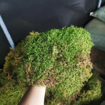 云南野生苔藓