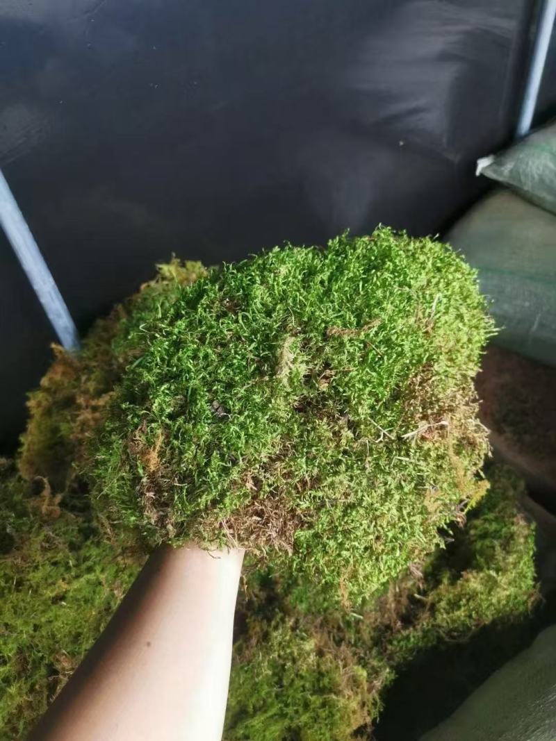 云南野生苔藓