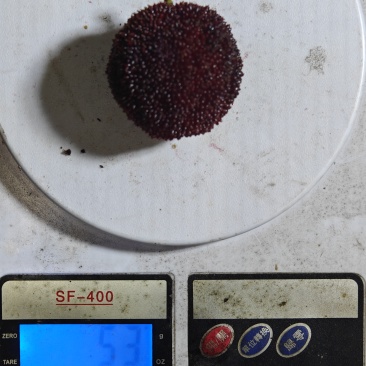 仙居杨梅