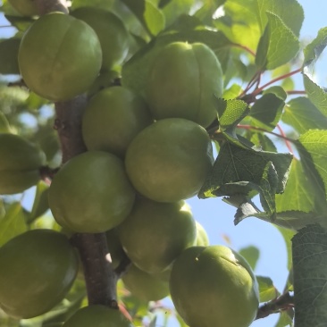 珍珠油杏