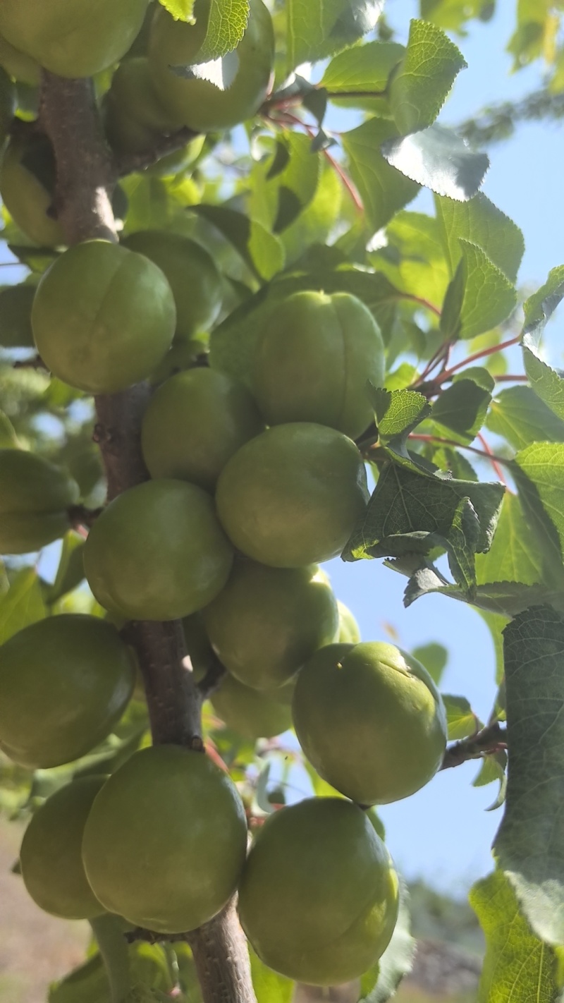 珍珠油杏
