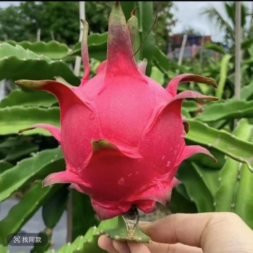 火龙果