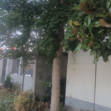 银杏树，广玉兰，枇杷树