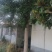 银杏树，广玉兰，枇杷树