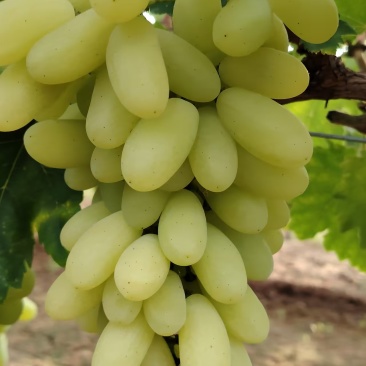 金蜜葡萄，紫藤葡萄