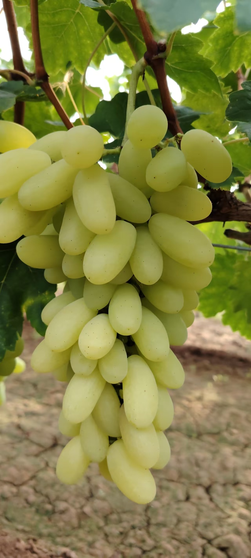 金蜜葡萄，紫藤葡萄