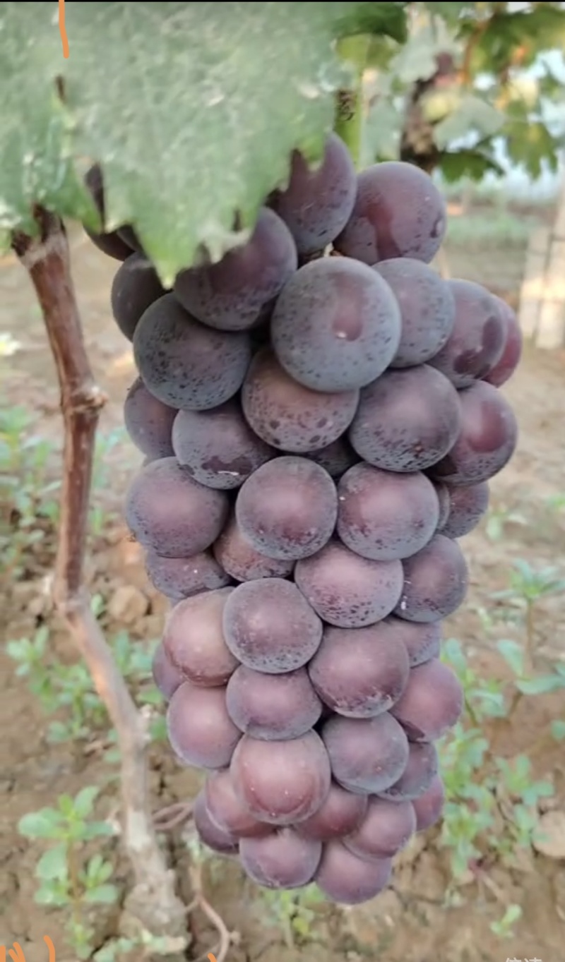 金蜜葡萄，紫藤葡萄