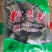 粽子
