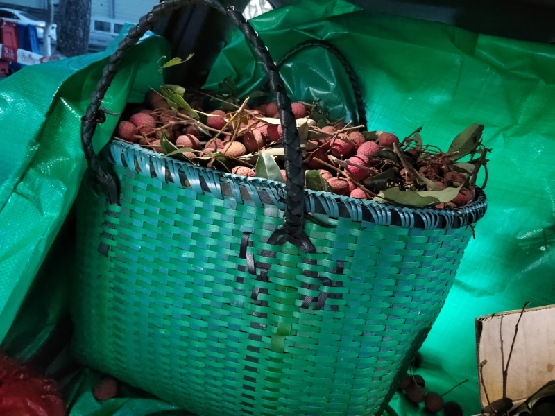 广西荔枝