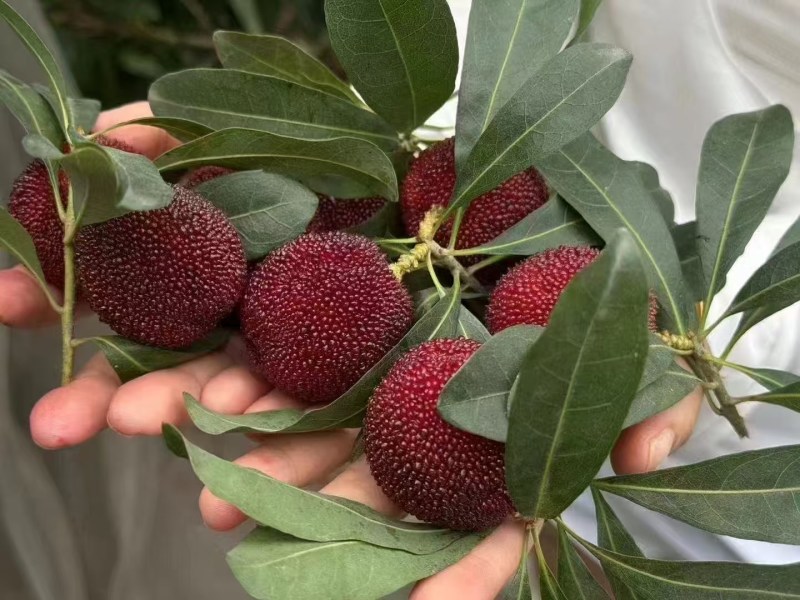 东魁杨梅
