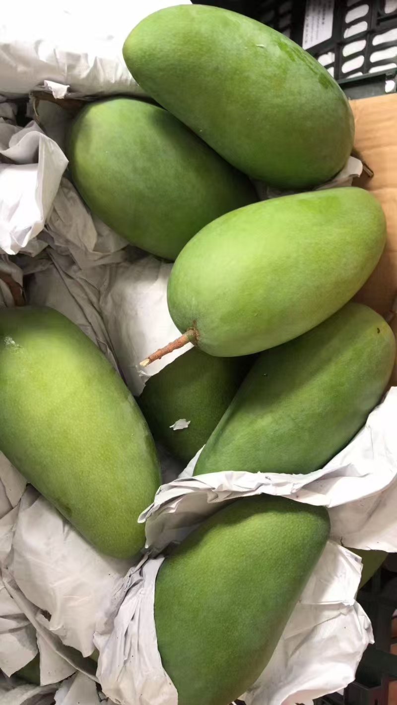 果肉细腻软糯、汁水充沛、甜度高且无纤维感为显著特点。