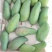 果肉细腻软糯、汁水充沛、甜度高且无纤维感为显著特点。