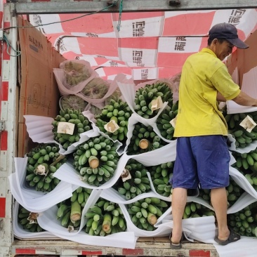 云南省新街苹果蕉
