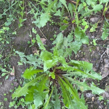 野生蒲公英