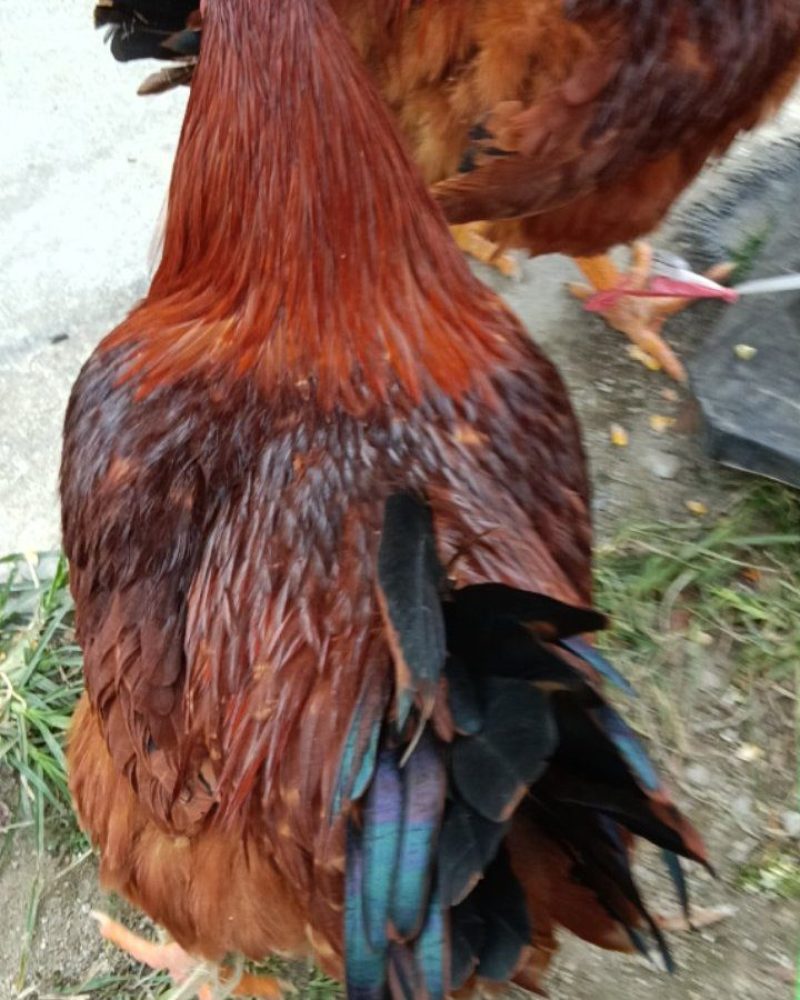 卖鸡公